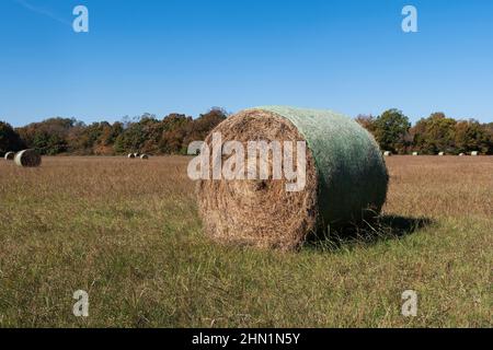 A large, round bale of hay sitting in a farm meadow on a sunny afternoon waiting to be sold or used as food for livestock. Stock Photo
