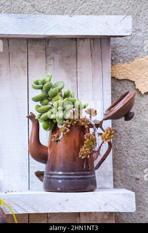 Creative recycled pot with succulent plant Stock Photo