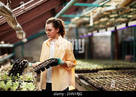 Young woman in workwear of gardener holding two sets of small plastic pots with sprouts while going to replant them Stock Photo