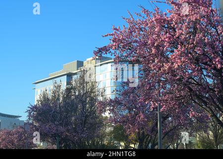 The luxury NIA Hotel (Marriott, The Autograph Collection), Menlo Park CA Stock Photo