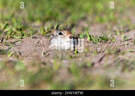 Uinta Ground Squirrel (Spermophilus armatus), Grand Teton NP, Wyoming, USA Stock Photo