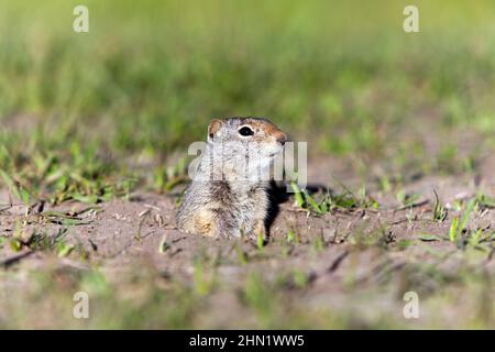 Uinta Ground Squirrel (Spermophilus armatus), Grand Teton NP, Wyoming, USA Stock Photo