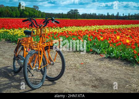 Parked tourist bicycles on the farmland and colorful tulip fields in background, Lisse, Netherlands, Europe Stock Photo