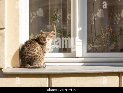 Cat sitting on window sill Stock Photo