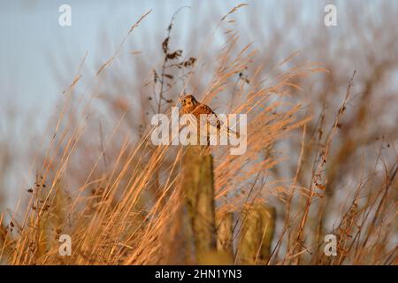 A Kestrel sat on a fence post in long grass shot in the golden hour Stock Photo