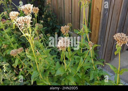 Maltese Cross plants with seed pod growing in the fall Stock Photo