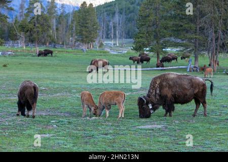 American Bison (Bison bison) cow with tag collar, Madison River valley, Yellowstone NP, Wyoming, USA Stock Photo