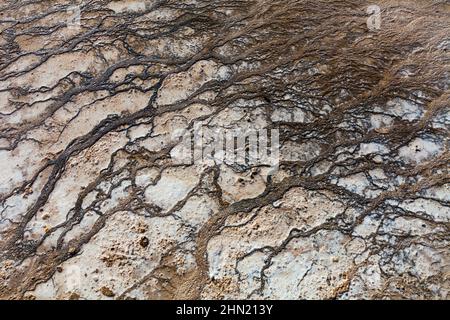 Bacterial mats in runoff water, Grand Prismatic Spring, Midway Geyser Basin, Yellowstone NP, Wyoming Stock Photo