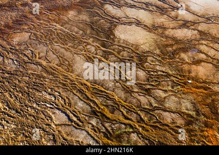 Bacterial mats in runoff water, Grand Prismatic Spring, Midway Geyser Basin, Yellowstone NP, Wyoming Stock Photo