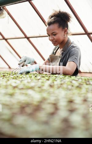 Young female agronomist loosening soil in small peat pots while taking care of green seedlings of garden plants growing in hothouse Stock Photo