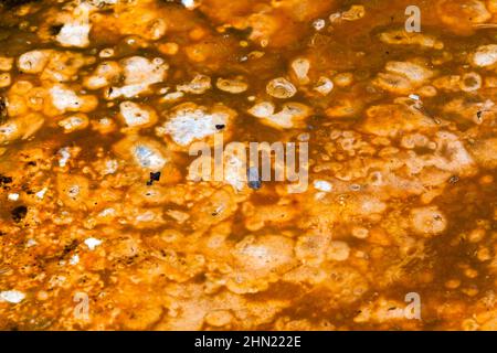 Bacterial mats in runoff water, Midway Geyser Basin, Yellowstone NP, Wyoming, USA Stock Photo