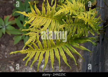 Polypodium vulgare or common polypody bright yellow green fern with spores on the garden wall Stock Photo