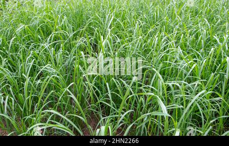 Asian rice plantation. Oryza sativa plants at the field. Stock Photo