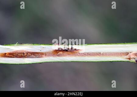 Willow shoot in an energy crop plantation injured by weevil beetle, Cryptorhynchus lapathi, from Curculionidae family. Stock Photo
