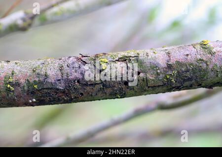 Willow shoot in an energy crop plantation injured by weevil beetle, Cryptorhynchus lapathi, from Curculionidae family. Stock Photo