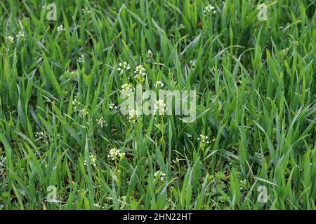 Cereal crop weeded by Capsella bursa-pastoris, known as shepherd's purse. Widespread and common weed in agricultural and horticultural crops. Stock Photo