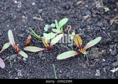 Sprouting young beet plants in the garden. Stock Photo