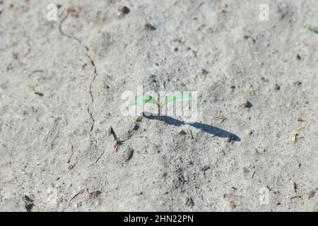 Sugar beet seedling in a crop field in spring. Stock Photo