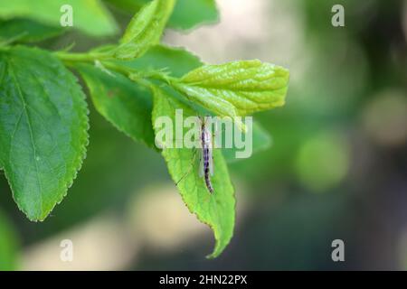 A fly from the family Chironomidae (informally known as chironomids, nonbiting midges, or lake flies) on a green leaf. Stock Photo