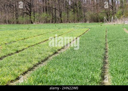 Barley yellow dwarf (BYD) is a plant disease caused by the barley yellow dwarf virus (BYDV), and is most widely distributed viral disease of cereals. Stock Photo