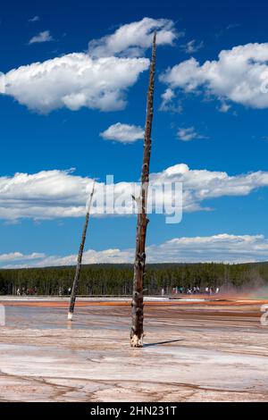 Dead Trees standing in the runoff channels from Grand Prismatic Spring, Midway Geyser Basin, Yellowstone NP, Wyoming, USA Stock Photo