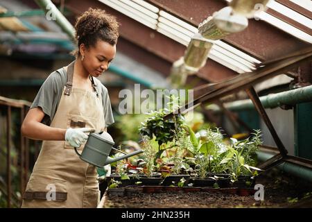 Young biracial female with watering-can caring of flower seedlings in flowerpots while working in modern greenhouse Stock Photo