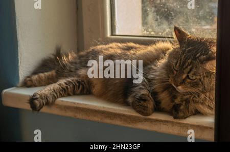 Tabby small cat near window in sunny color morning Stock Photo