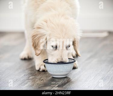 Golden Retriever eating food Stock Photo - Alamy