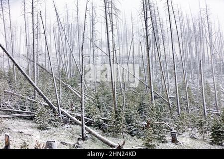 Summer Snowstorm sweeping over forest, Dunraven Pass, Yellowstone NP, Wyoming, USA Stock Photo