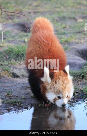 Red panda in Overloon zoo Stock Photo