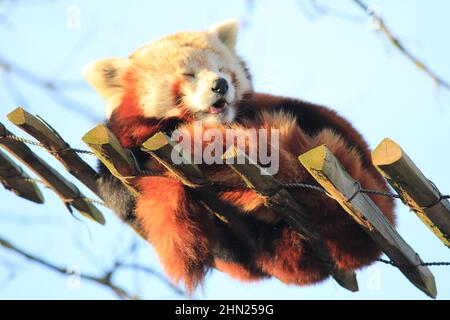 Red panda in Overloon zoo Stock Photo