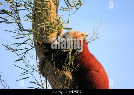 Red panda in Overloon zoo Stock Photo