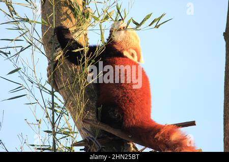 Red panda in Overloon zoo Stock Photo