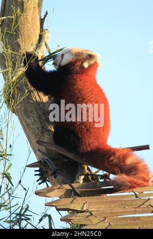 Red panda in Overloon zoo Stock Photo