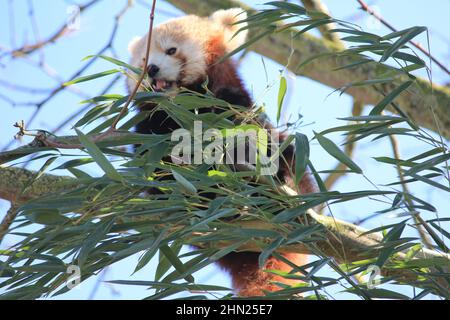 Red panda in Overloon zoo Stock Photo