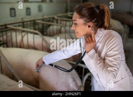 Pretty young woman veterinarian in white coat listening to pig in stable Stock Photo