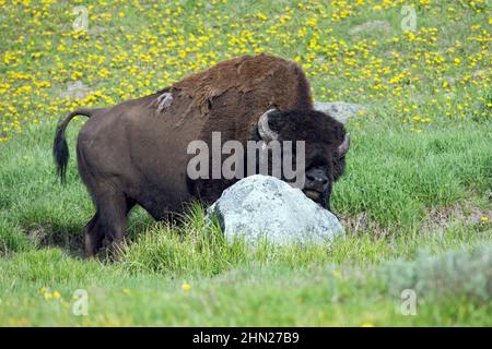 American Bison (Bison bison) bull rubbing chin on boulder, Hayden Valley, Yellowstone NP, Wyoming Stock Photo