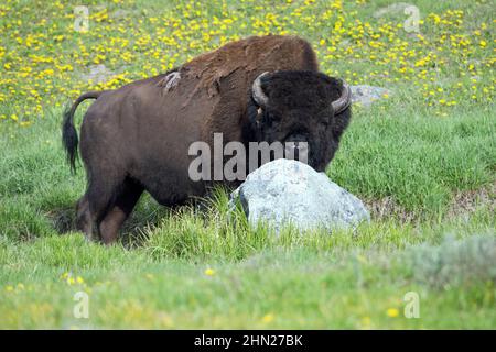 American Bison (Bison bison) bull rubbing chin on boulder, Hayden Valley, Yellowstone NP, Wyoming Stock Photo