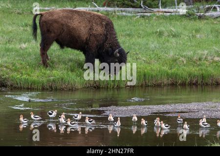 American Avocet (Recurvirostra americana) flock resting in Maddison river, and grazing bison bull, Yellowstone NP, Wyoming Stock Photo