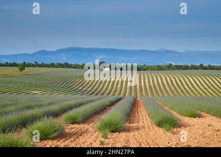 Huge Field of rows of lavender in France, Valensole, Cote Dazur-Alps-Provence, purple flowers, green stems, combed beds with perfume base, panorama Stock Photo