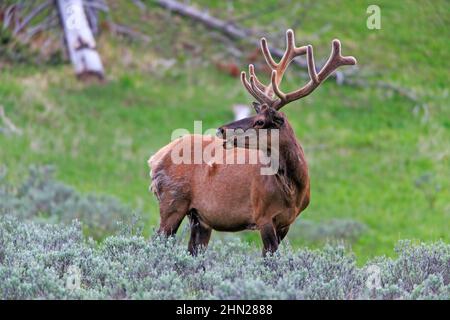 Elk (Cervus elaphus) bull in velvet, Yellowstone NP, Wyoming Stock Photo