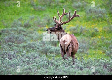 Elk (Cervus elaphus) bull in velvet, Yellowstone NP, Wyoming Stock Photo