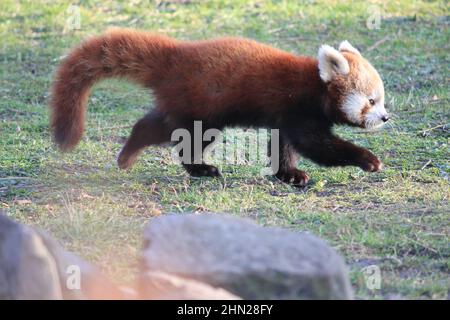 Red panda in Overloon zoo Stock Photo