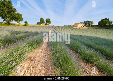 Huge Field of rows of lavender in France, Valensole, Cote Dazur-Alps-Provence, purple flowers, green stems, combed beds with perfume base, panorama Stock Photo