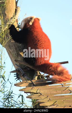 Red panda in Overloon zoo Stock Photo