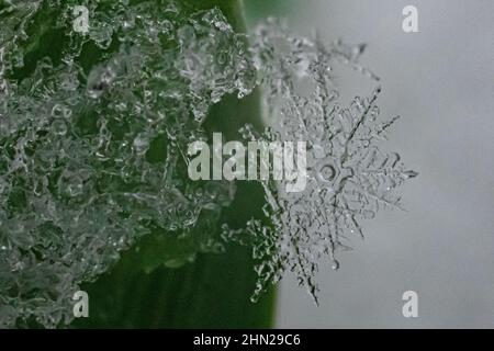snowflake melting close up - extreme closeup / macro - delicate close-up of winter ice crystal sculpture snowflake on plant leaf - snow crystals Stock Photo