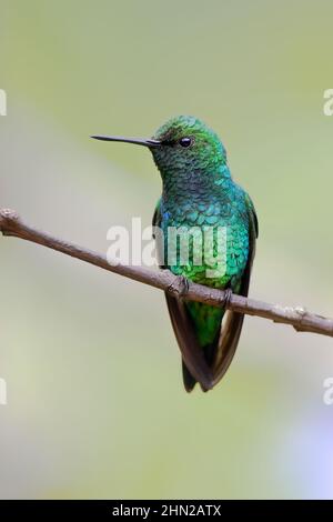 Western Emerald (Chlorostilbon melanorhynchus) perched on branch, Alambi, Ecuador Stock Photo