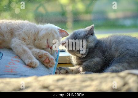 portrait of two lovely kittens napping on the sunny windowsill Stock Photo