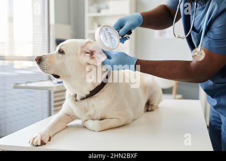 Gloved hands of veterinarian with magnifying glass examining ears of white labrador dog lying on medical table in modern vet clinics Stock Photo