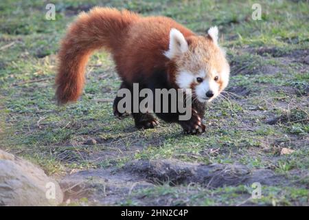 Red panda in Overloon zoo Stock Photo